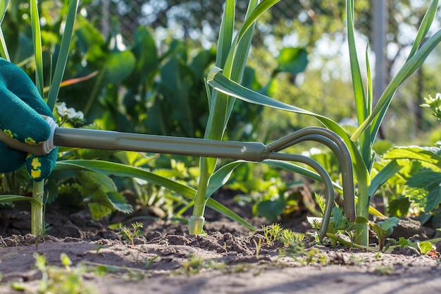 Ein kleiner Hand-Gartenrechen in der Hand, gekleidet in einen grünen Handschuh, lockert die Erde um den grünen Knoblauch