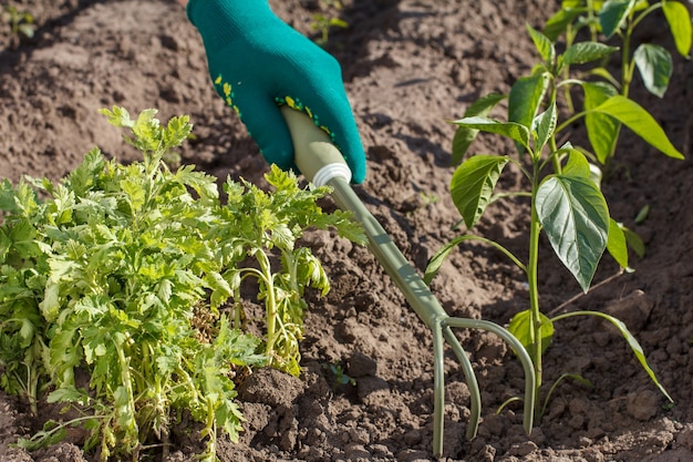 Ein kleiner Handgartenrechen in der Hand, der in einen grünen Handschuh gekleidet ist, lockert den Boden um den Pfeffersämling.