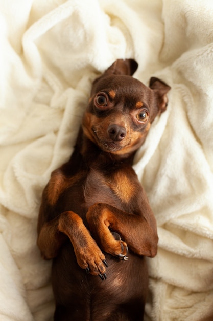 Ein kleiner Haushund, Rasse Terrier, braune Farbe, liegt auf einer leichten Decke, süß und faul