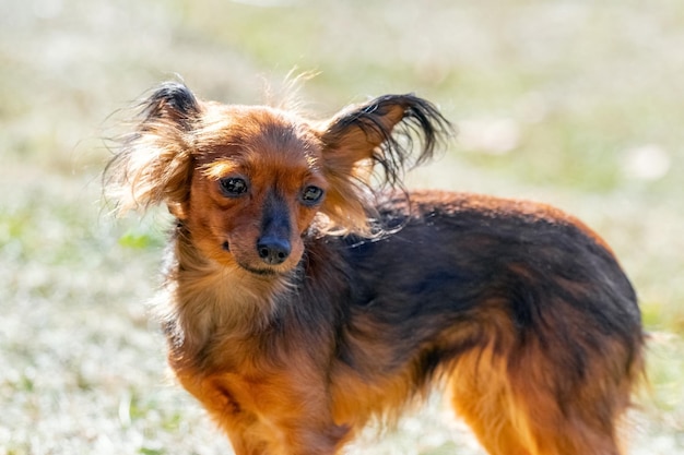 Ein kleiner Hund der russischen Toy-Terrier-Rasse im Park an einem sonnigen Tag auf verschwommenem Hintergrund