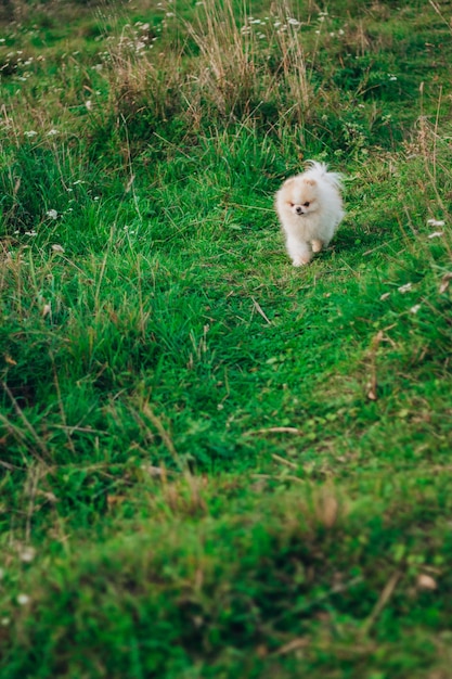 Ein kleiner Hund geht auf einem Grasfeld spazieren.