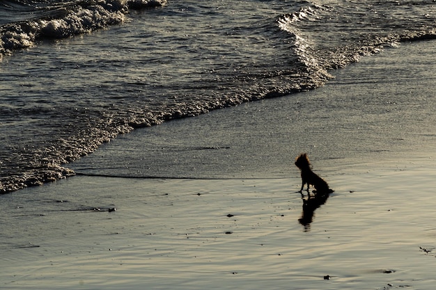 Ein kleiner Hund in Silhouette beobachtet seinen Besitzer vom Strand aus Treues Tier