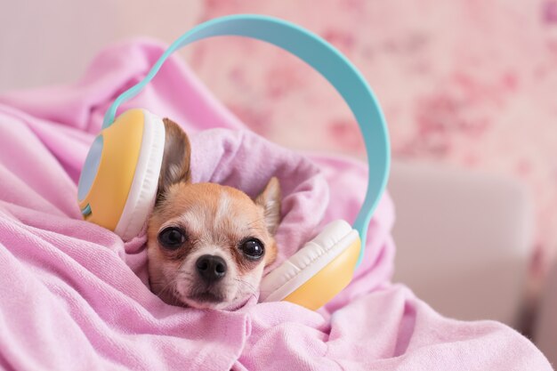 Ein kleiner Hund liegt eingehüllt in eine Decke mit Kopfhörern