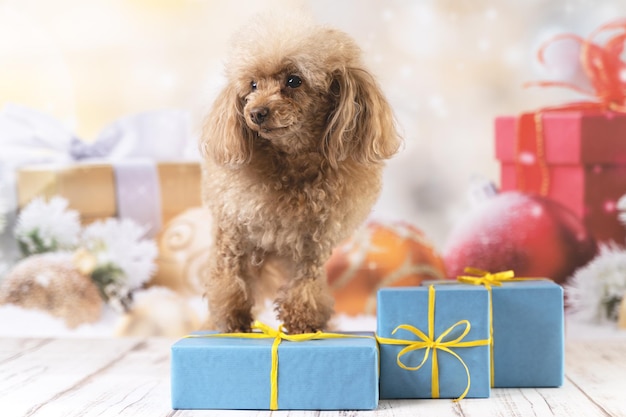 Ein kleiner Hund mit Geschenken auf einem festlichen Neujahrs-Hintergrund