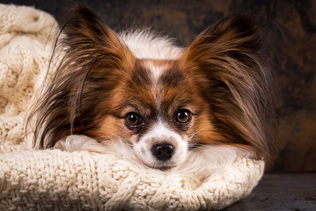 Ein kleiner Hund sonnt sich in einem großen Strickpullover