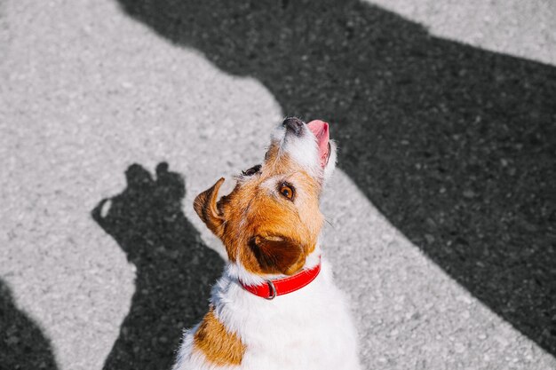 Ein kleiner Jack-Russell-Terrier-Hund, der mit seinem Besitzer in einer Stadtgasse spazieren geht Outdoor-Haustiere gesundes Leben und Lebensstil