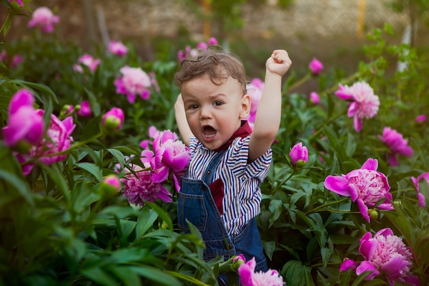 Ein kleiner junge im jeansanzug zwischen den büschen rosa pfingstrosen, ein schrei des sieges und der freude.