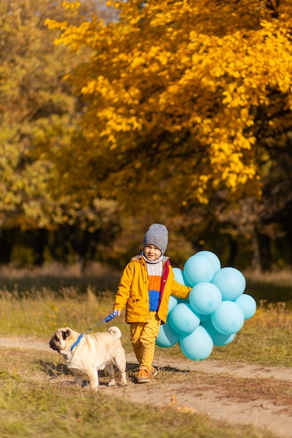 Ein kleiner Junge mit einem Armvoll Ballons und einem Mops geht im Herbstpark spazieren. Gelbe Bäume und blaue Kugeln. Stilvolles Kind. Glückliche Kindheit.