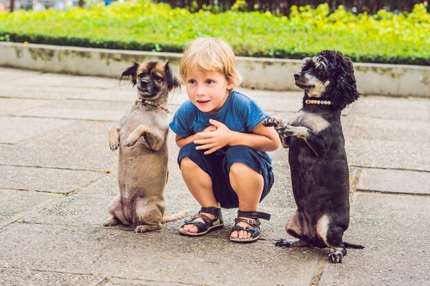 Ein kleiner Junge spielt mit kleinen Hunden.