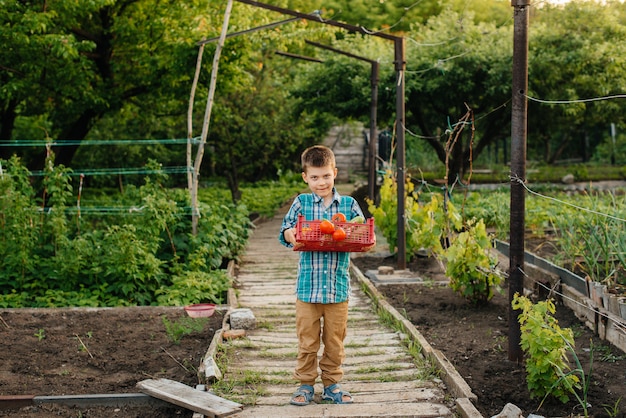 Ein kleiner Junge steht mit einer ganzen Schachtel reifem Gemüse bei Sonnenuntergang im Garten und lächelt. Landwirtschaft, Ernte. Umweltfreundliches Produkt.