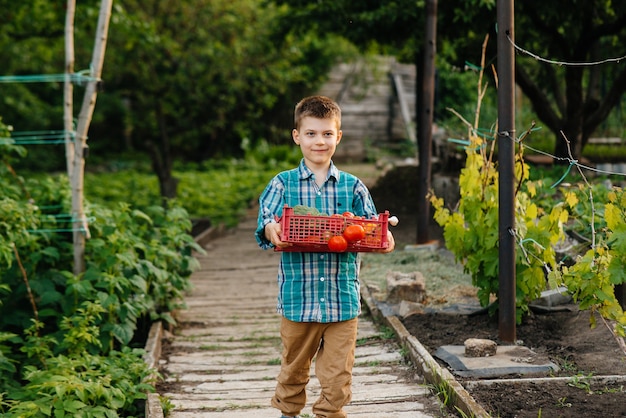 Ein kleiner Junge steht mit einer ganzen Schachtel reifem Gemüse bei Sonnenuntergang im Garten und lächelt. Landwirtschaft, Ernte. Umweltfreundliches Produkt.