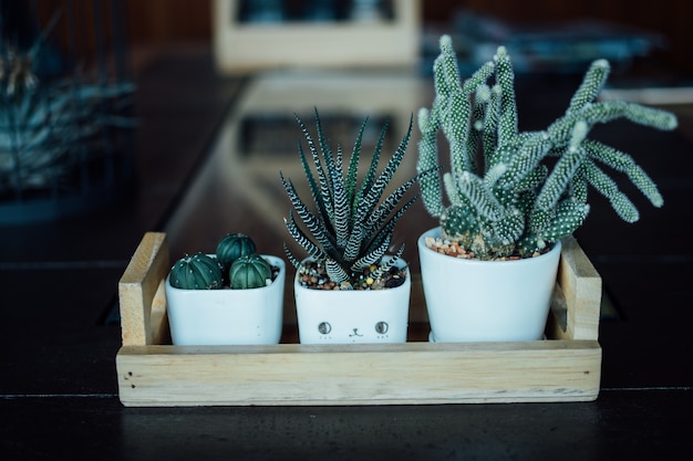 ein kleiner Kaktus im Süssetopf auf hölzerner Tabelle