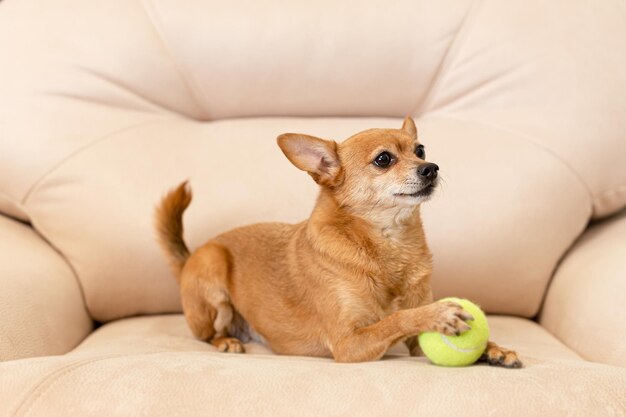 Ein kleiner lächelnder reinrassiger Hund mit einem Spielzeug Ein Terrier Haustiere