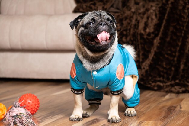 Ein kleiner lustiger Mops sitzt in der Nähe seines Spielzeugs Spielzeug und Kleidung für Hunde Zoohandlung