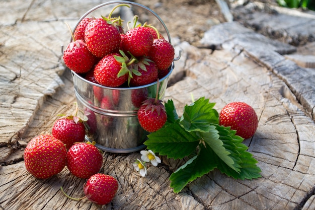 Ein kleiner Metalleimer mit Erdbeeren im Garten