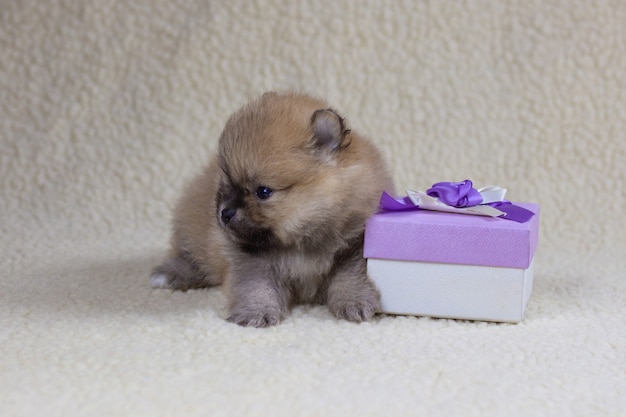 Ein kleiner monatelanger pommerscher Welpe liegt neben einer Geschenkbox. Urlaubs- und Geschenkkonzept, Welpe als Geschenk.