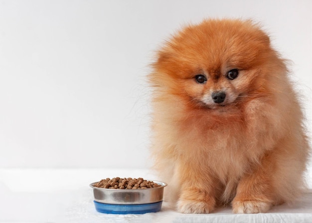 Ein kleiner orangefarbener Pommerschen Hund sitzt auf einem weißen Hintergrund neben einer Schüssel mit Futter