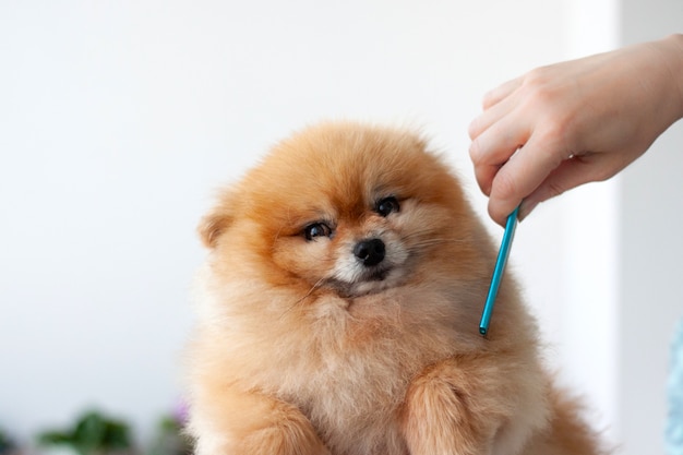 Ein kleiner Pommern wird von einem Hundefriseur mit blauem Kamm gekämmt.