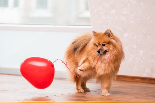 Ein kleiner pommerscher Hund hält einen herzförmigen Ballon an einer Schnur in den Zähnen