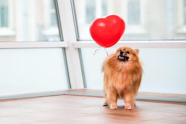 Ein kleiner pommerscher Hund hält einen herzförmigen Ballon an einer Schnur in den Zähnen