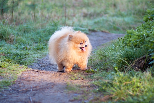 Ein kleiner rothaariger lustiger flauschiger Hund Pomeranian steht im Sonnenlicht auf dem Weg und lächelt.
