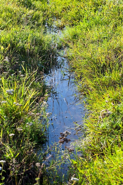 Ein kleiner schmaler Bach, an dessen Ufer grünes Gras wächst