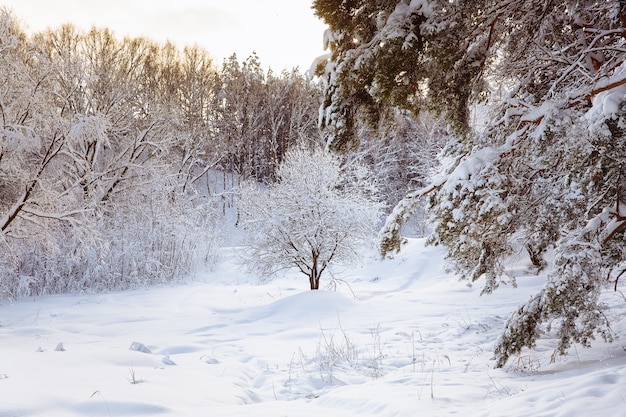 Ein kleiner Schneebaum in einem Winterkiefernwald