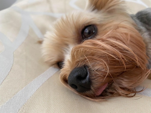 Ein kleiner, schöner, flauschiger, freundlicher Hund, ein Haustier Yorkshire Terrier mit einem fröhlichen Gesicht mit großen schwarzen Augen