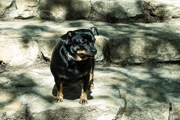 Ein kleiner schwarzer Hund auf den Steinstufen