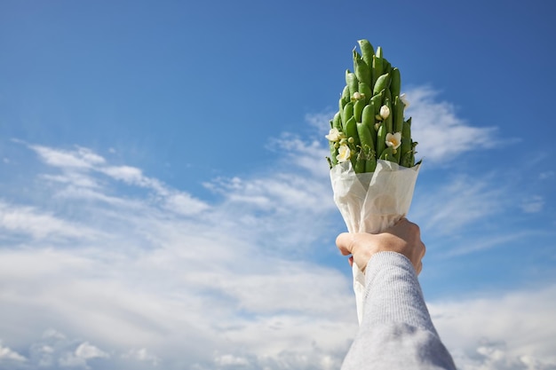 Ein kleiner Strauß grüner Erbsenschoten vor blauem Himmel in einer Hand