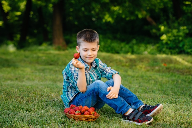 Ein kleiner süßer Junge sitzt mit einer großen Schachtel reifer und köstlicher Erdbeeren. Ernte. Reife Erdbeeren. Natürliche und köstliche Beere.