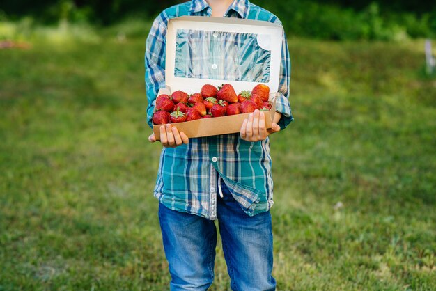 Ein kleiner süßer Junge steht mit einer großen Schachtel reifer und köstlicher Erdbeeren. Ernte. Reife Erdbeeren. Natürliche und köstliche Beere.