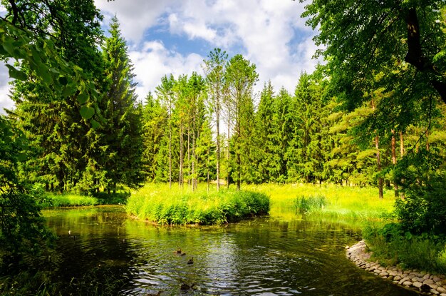 Ein kleiner Teich in einem Wald mit einer kleinen Insel in der Mitte.