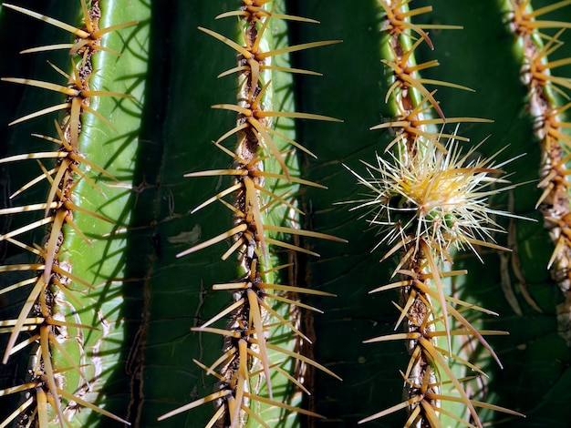 Ein kleiner Trieb auf einem großen Kaktus Große Nadeln Nahaufnahme