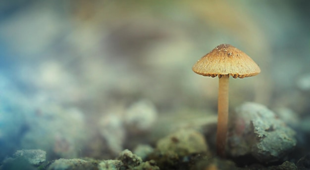 Ein kleiner ungenießbarer Pilz auf unscharfem Hintergrund, ein horizontales breites Herbstbanner mit freiem Platz für Text