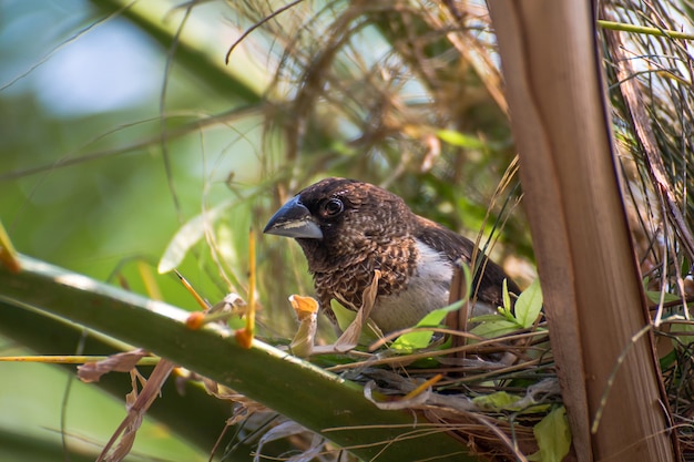 Ein kleiner Vogel auf dem Baum, Vogel nisten