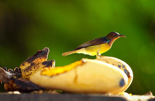 Ein kleiner Vogel, der gelbe Mangofrucht auf Baum steht und isst