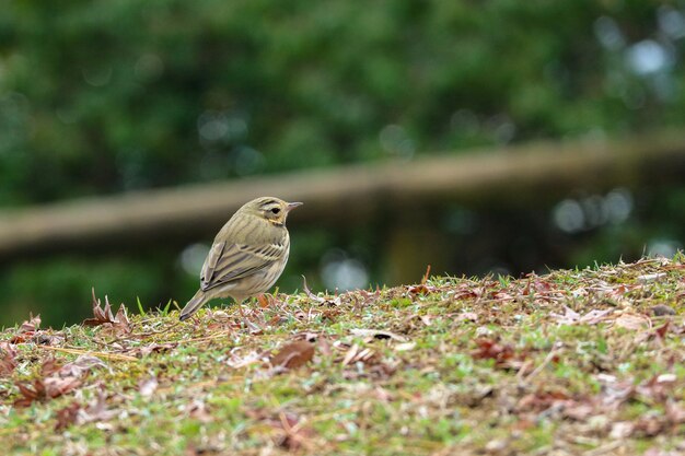 Ein kleiner Vogel, der nach Nahrung am natürlichen grünen Park sucht.