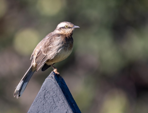 Ein kleiner Vogel mit gelbem Auge, grauem Kopf und braunem Schwanz.