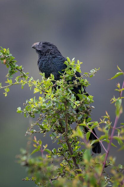 Ein kleiner Vogel sitzt auf einem laufigen Baumzweig