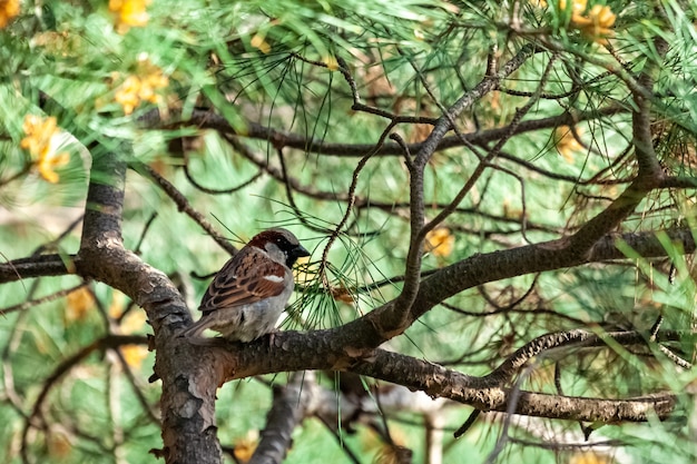 Ein kleiner weiblicher Spatz ruht auf dem mit Tannennadeln gefüllten Zweig im Park