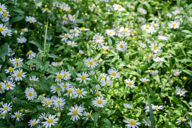 Foto ein kleiner weißer blumenwiesen im hintergrund