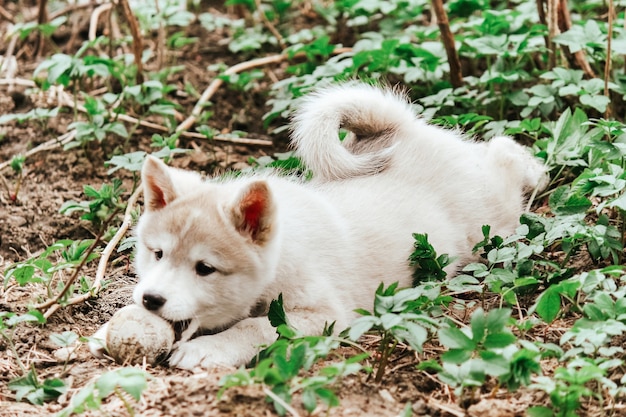 Ein kleiner Welpe des Westsibirischen Huskys spielt mit einem Ball auf dem Boden. süßer Hund.