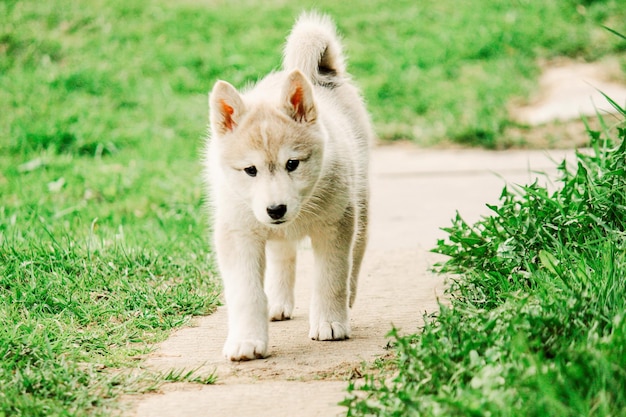 Ein kleiner Welpe eines jagenden westsibirischen Huskys geht den süßen Haustierhund des Weges entlang