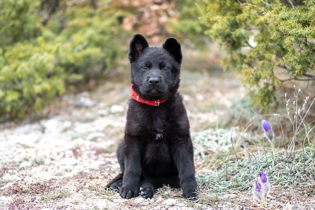 Ein kleiner Welpe eines schwarzen deutschen Schäferhundes mit rotem Kragen sitzt im Gras