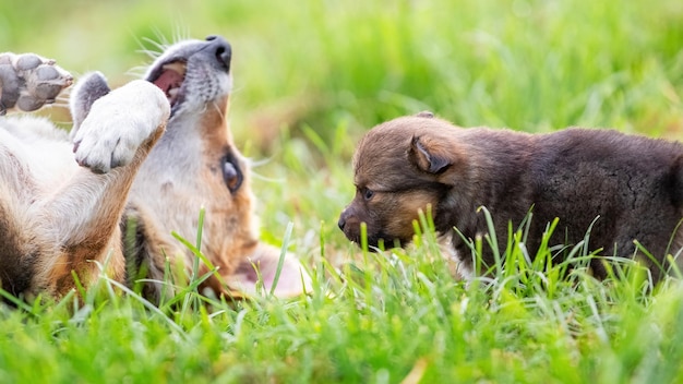 Ein kleiner Welpe im Garten in der Nähe seiner Mutter Ein Welpe spielt mit einem erwachsenen Hund