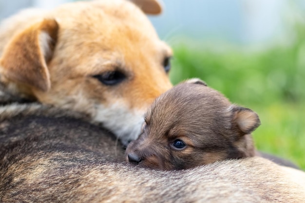 Ein kleiner Welpe neben seinem Mutterhund kümmert sich der Hund um sein Baby