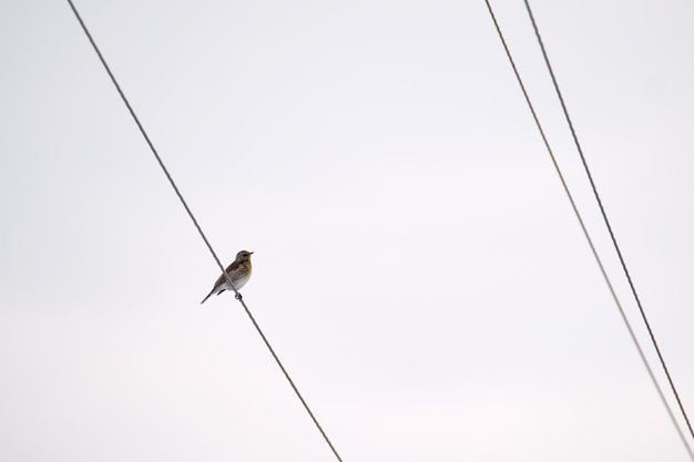 Ein kleiner wilder Vogel, der einsam auf elektrischem Stromkabel hockt