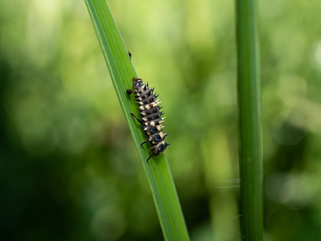 Ein kleiner Wurm auf Gras morgens