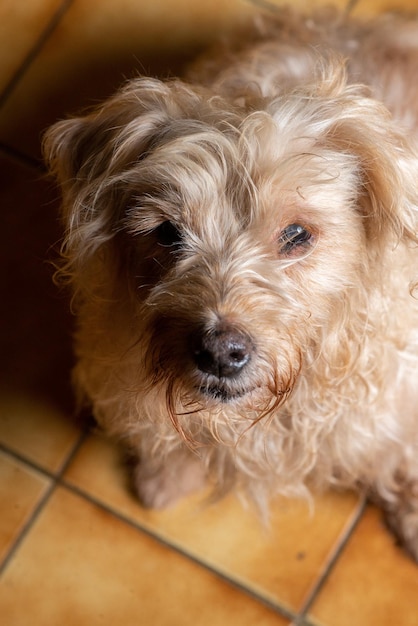 Ein kleiner, zottiger, heller Hund schaut von unten nach oben